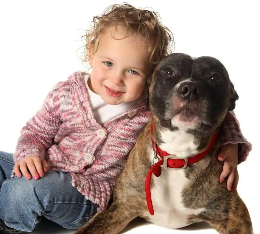 A cute little girl with a pit bull