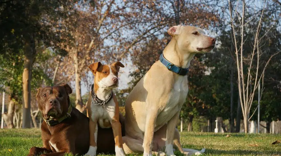 Three dogs sitting on green ground