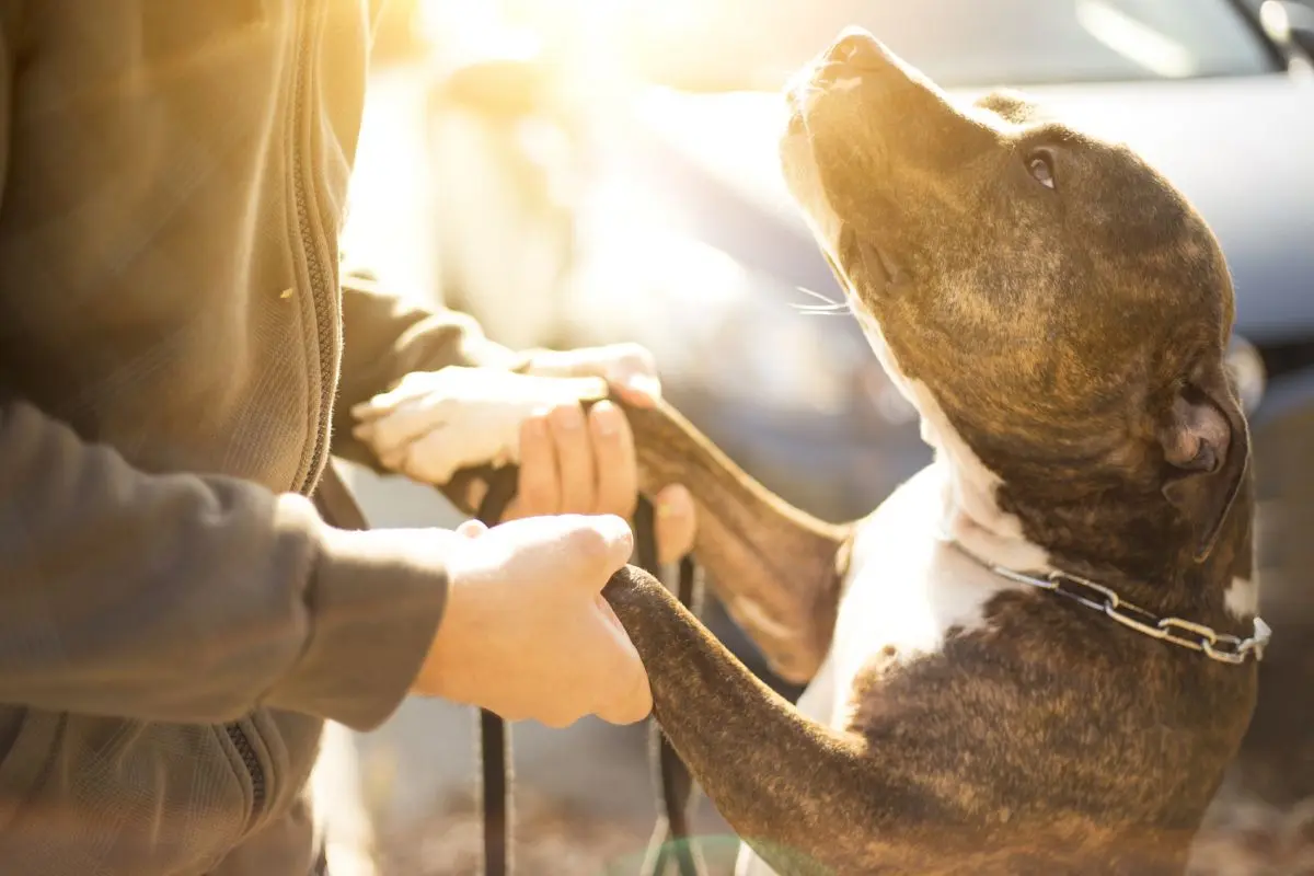A person holding the paw of a pit bull.