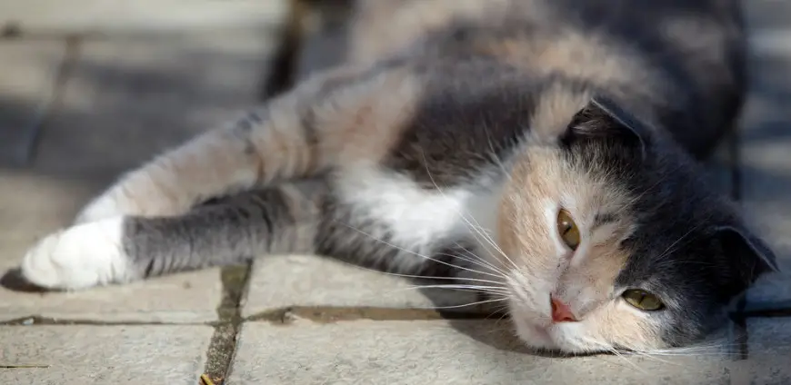 A grey, lethargic cat is lying on a concrete surface.