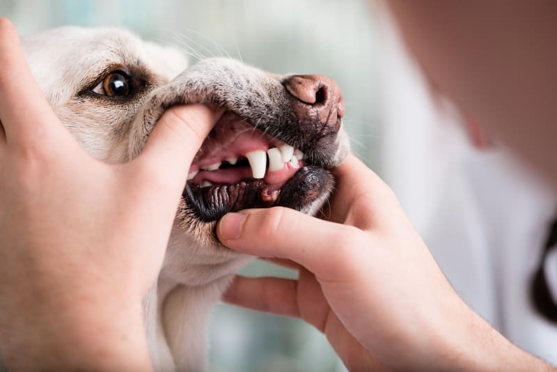 A Person Opening a Dog's Jaw to Reveal Dental Issues.