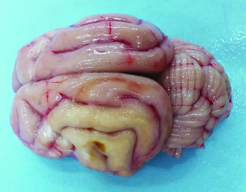 Cuterebriasis 