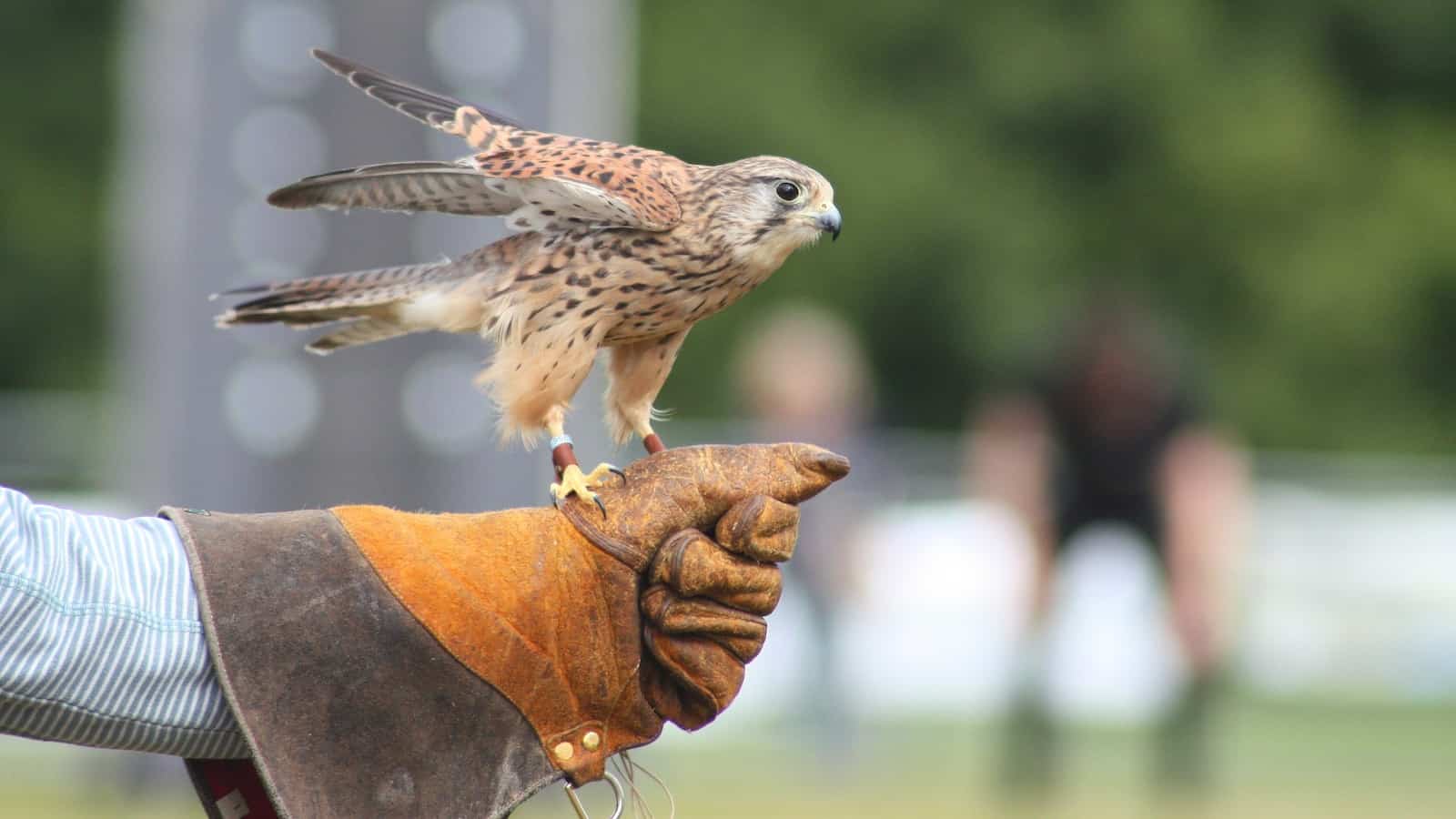 A person training a bird, with the bird perched on his gloved hand.