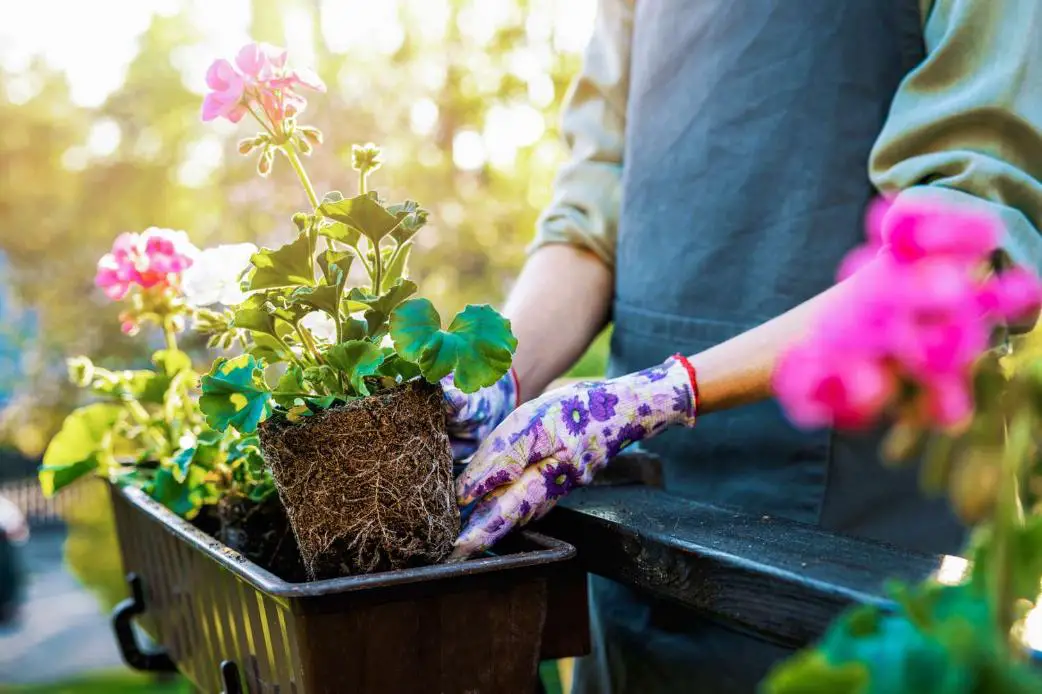 A person planting a young plant in pot