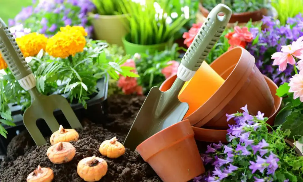 Various vibrant plantations accompanied by essential gardening accessories.