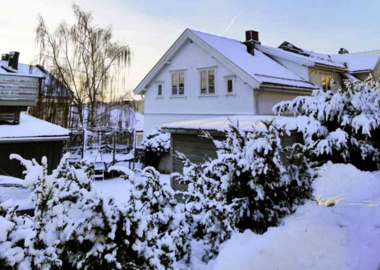 Houses surrounded by trees covered with snow - heavy snow prediction excuse to get out of work