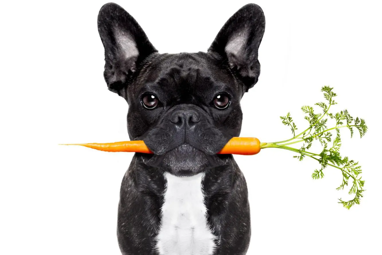 A black cute Bulldog holding a carrot in his mouth