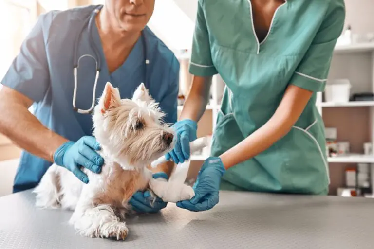 veterinarians inspecting a puppy