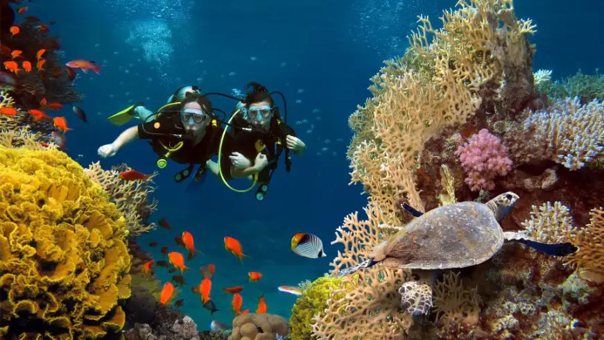 A couple enjoys scuba diving in clear waters with a sea turtle and water plants.