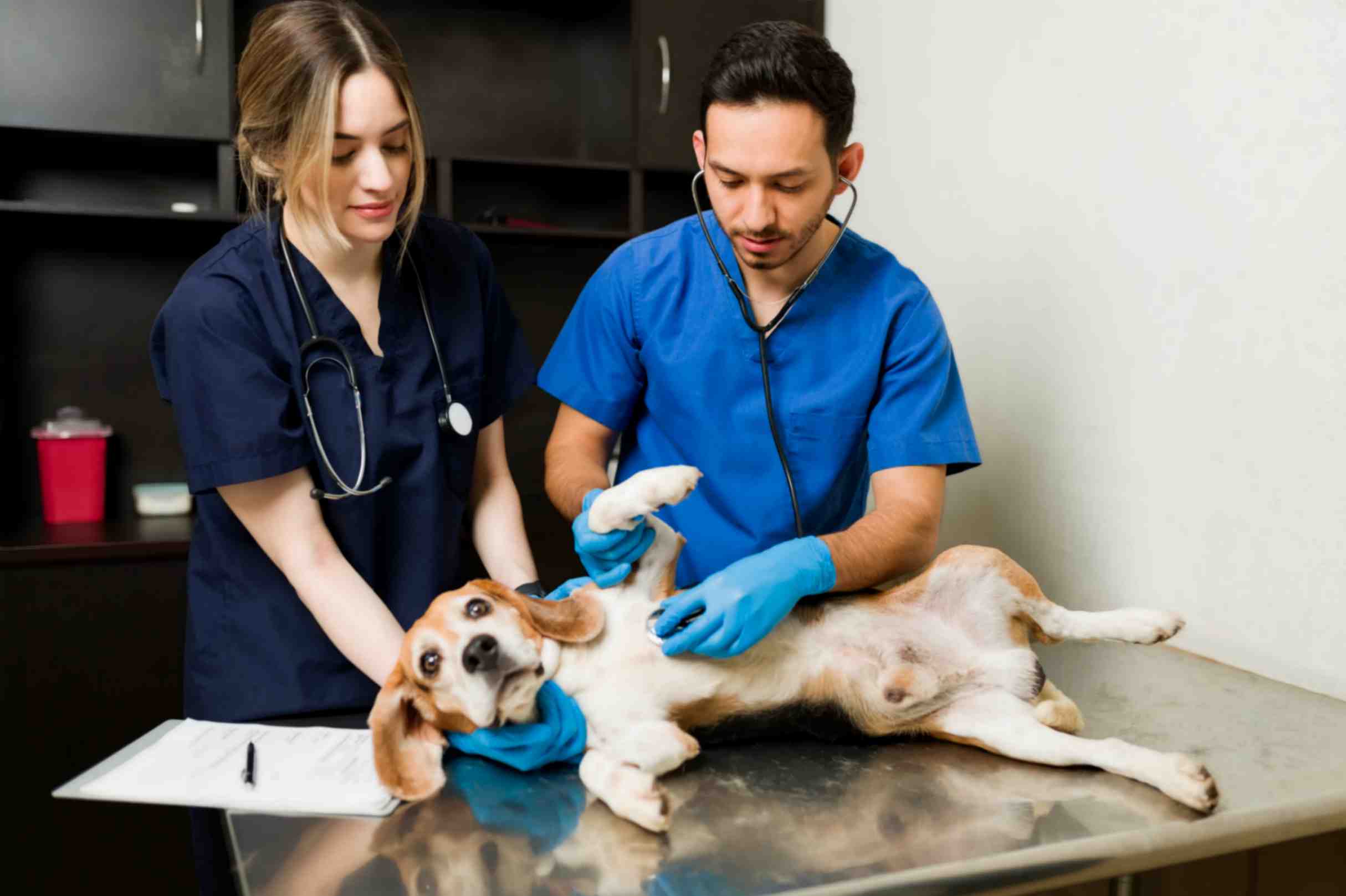 Vet Doctor Examining The Dog