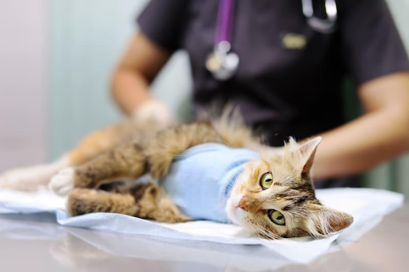 A veterinarian in a blue uniform carefully examining a cat lying on a surface.