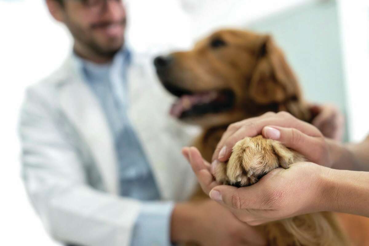A woman hands tenderly holds a dog's paw in both hands, while a veterinarian stands in the blurred background
