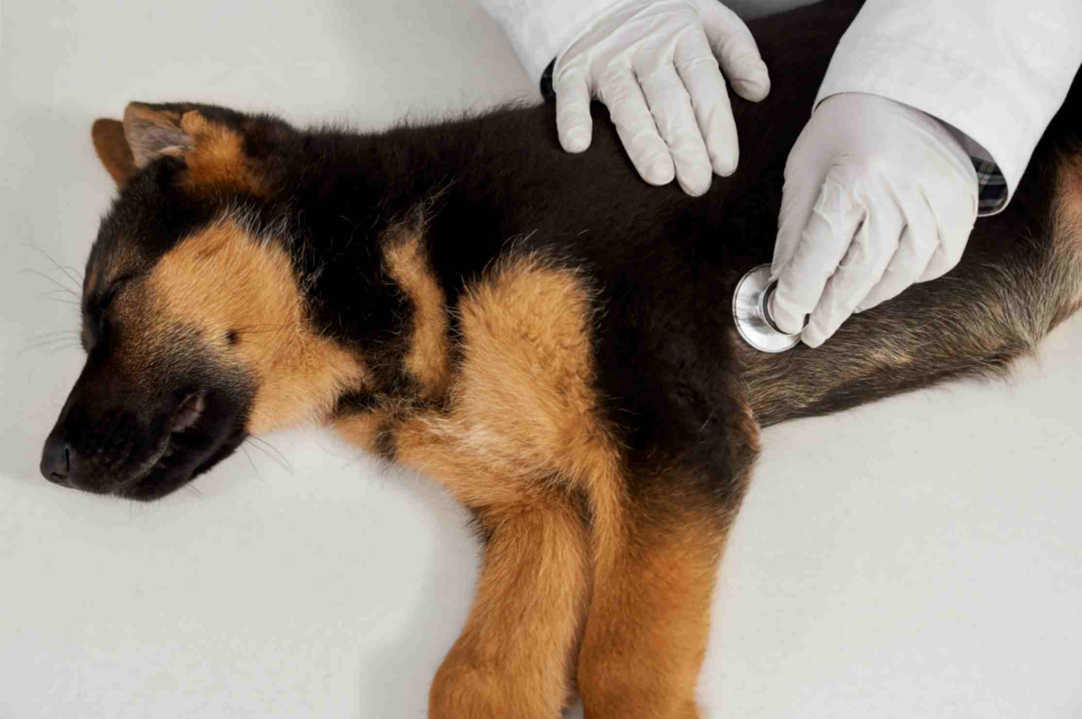 german shepherd Fall Sick