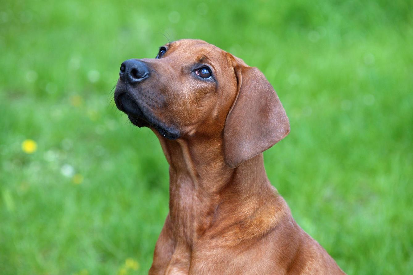 A Sad Dog Against a Lush Green Ground in the Background