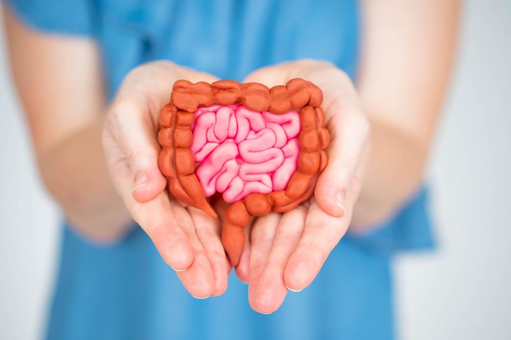 A female hands holding miniature digestion system model 