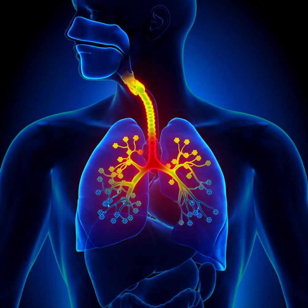 Illustration depicting human anatomy from head to abdomen with emphasis on highlighting bronchospasm.