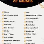 Causes Of Hamster Death - Infographic