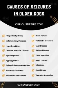Causes of Seizures in Older Dogs infographic