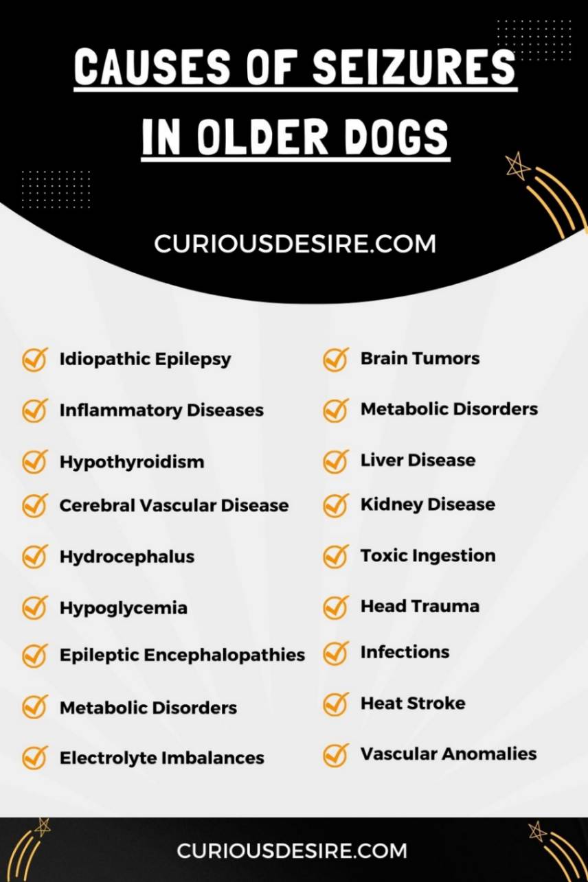 Causes of Seizures in Older Dogs infographic 