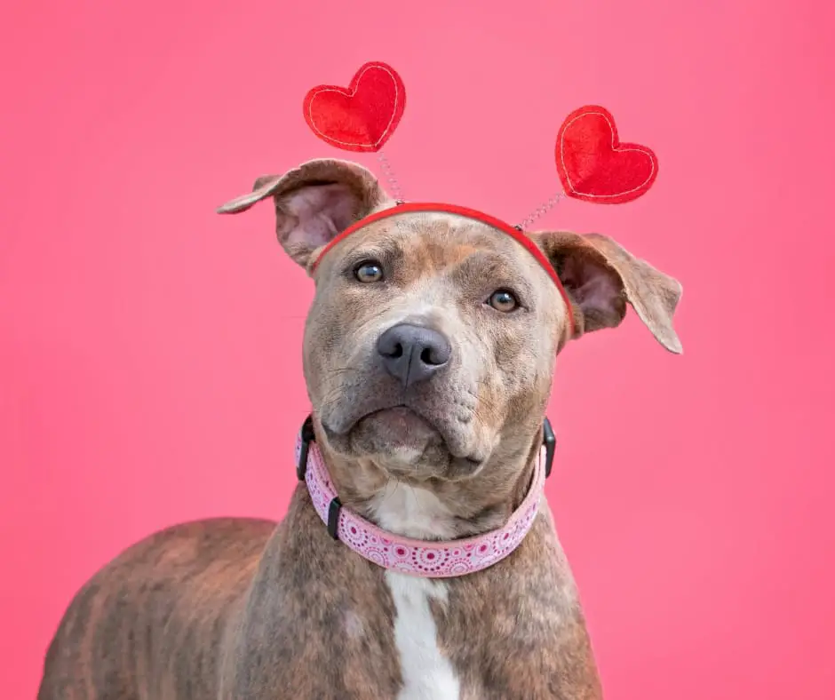 Cute Pit Bull Dog