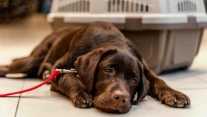Dog Feeling Unwell