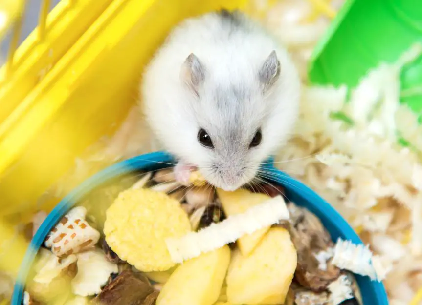 A White hamster is eating from a bowl of food..