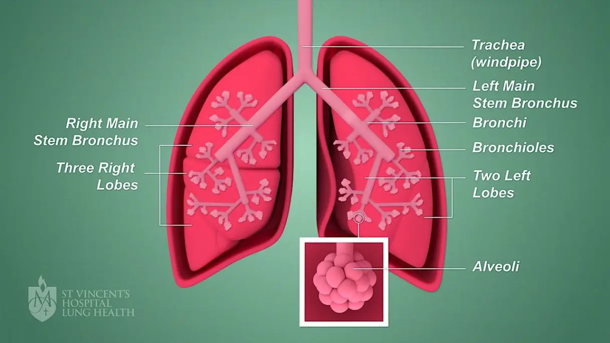 Labeled diagram of lungs