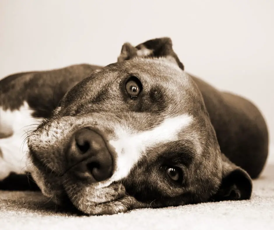 Sad Pit Bull Dog