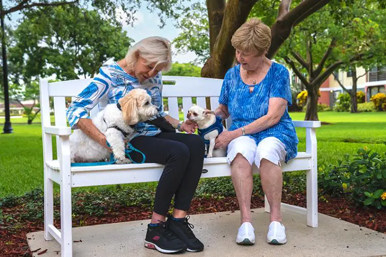 Two elderly ladies sitting on a white park bench, showing their pet dogs to each other.