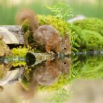 Squirrel Drinking Water