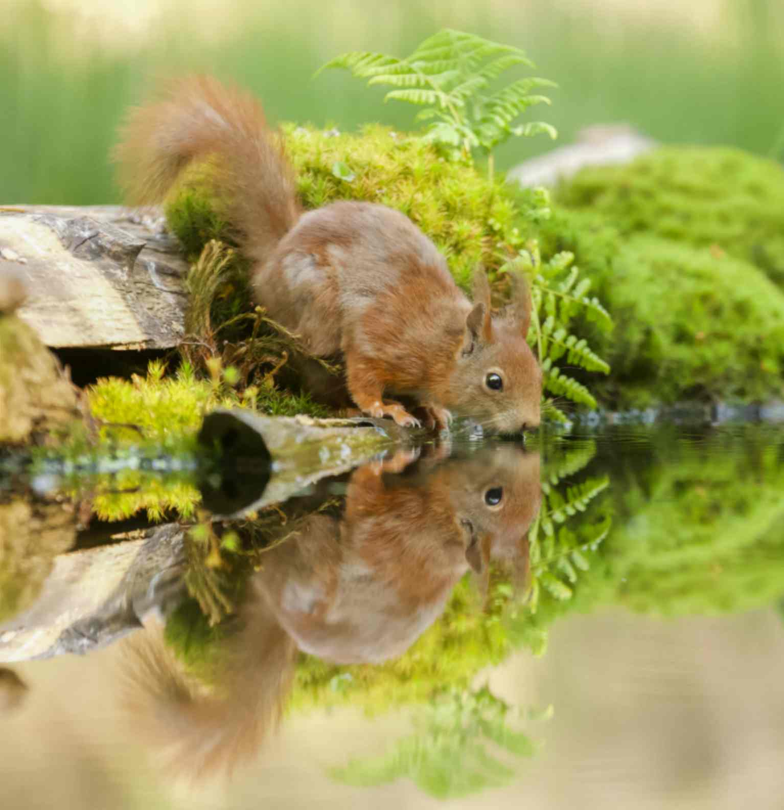 Squirrel Drinking Water 