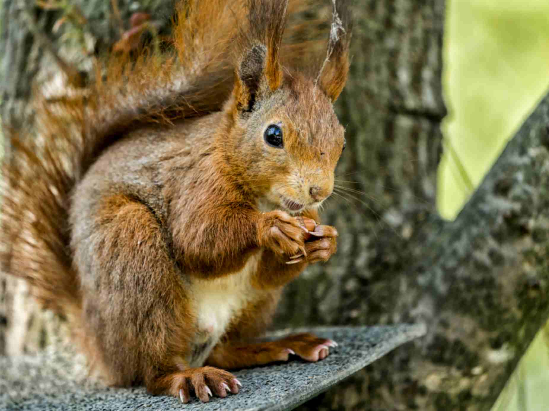 Squirrel Eating Chipmunk