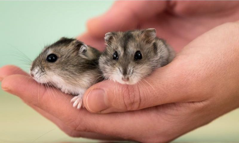 Two greyish-black hamsters held in a hand.