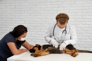 Vet With Nurse Examining Dog