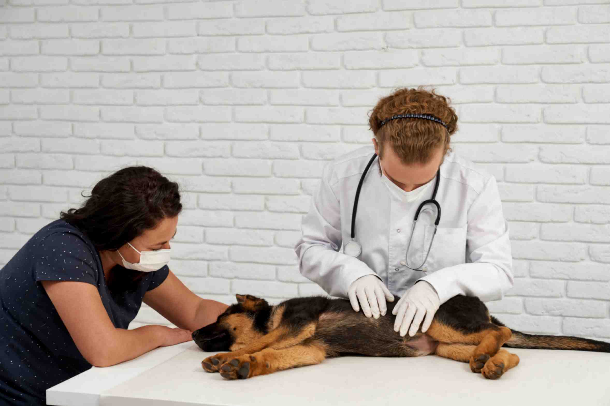 Vet With Nurse Examining Dog