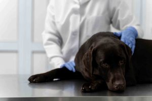 Vet is Checking up the Sick Dog