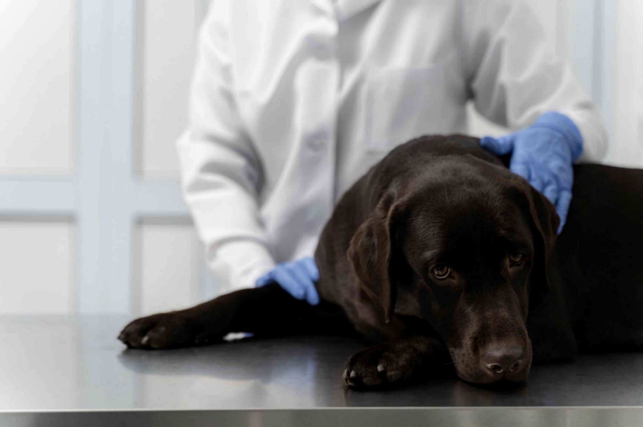 Vet is Checking up the Sick Dog 