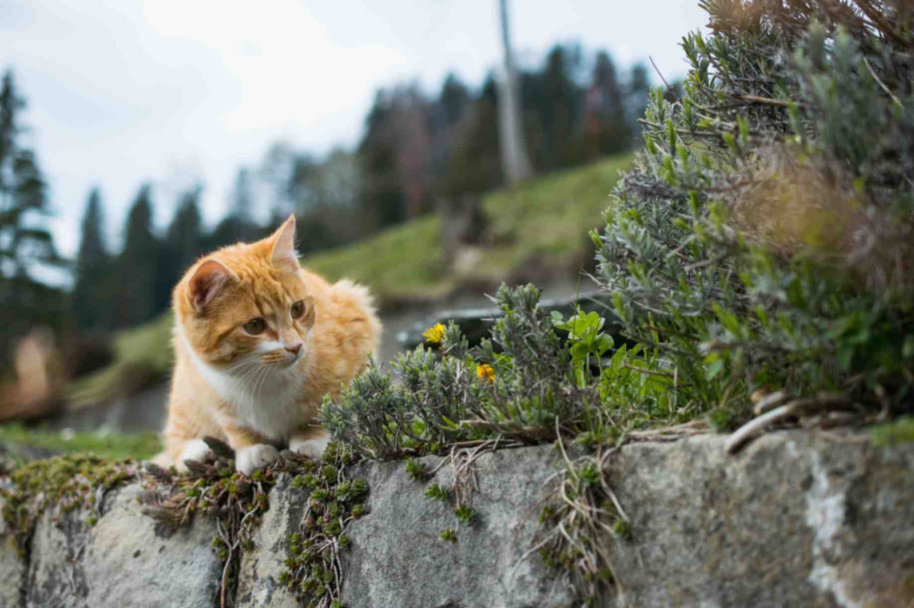 Cute orange cat playing outdoors with grass