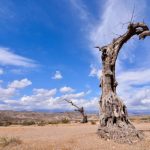 Dead tree in a desert land with clear blue sky