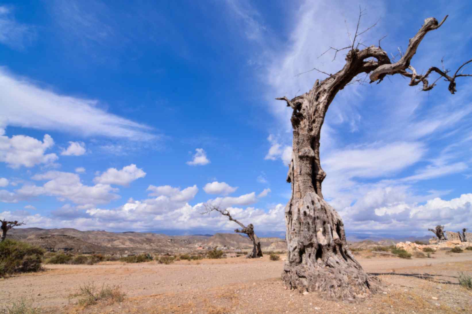 Dead tree in a desert land with clear blue sky