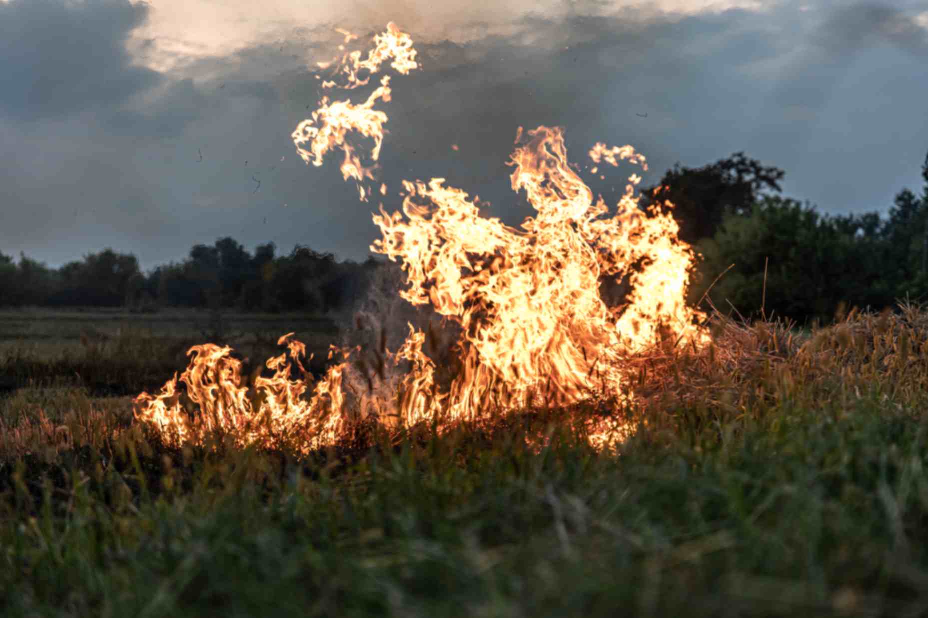 Fire erupted in a forest destroying everything in its path