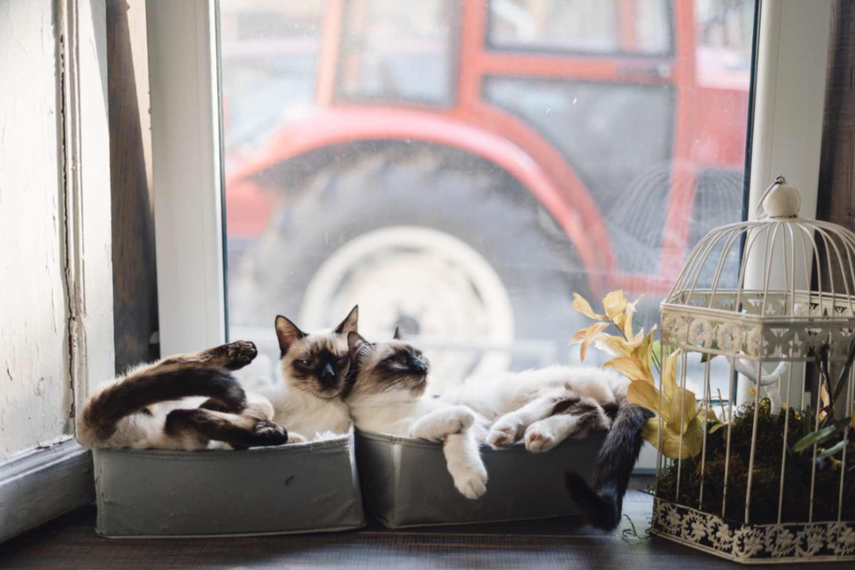 cats lying in boxes near window