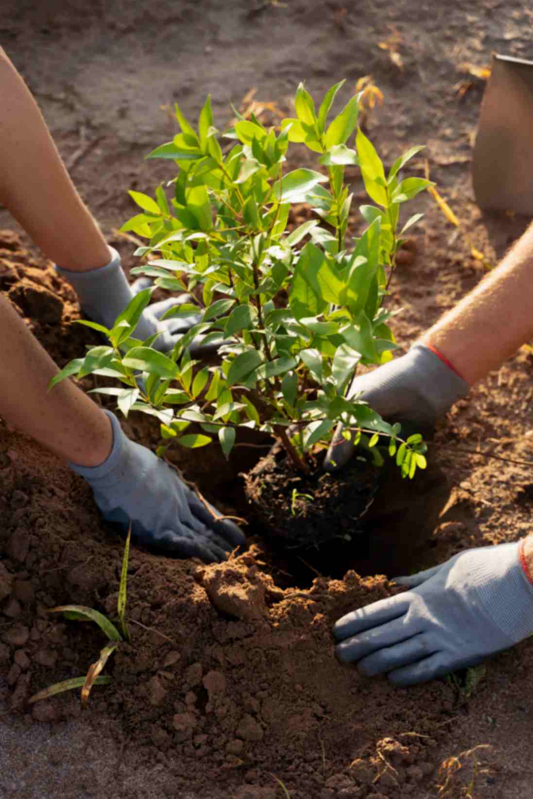 people planting trees